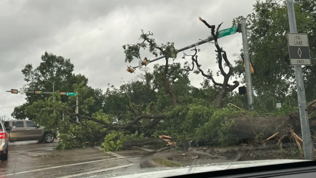 a tree fallen over a street sign